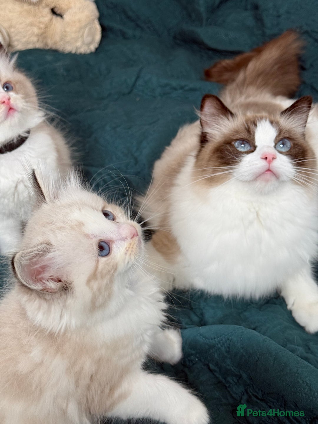 Ragdoll cats for sale: Beautiful Ragdoll kittens TICA - Advert 7