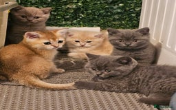 British Shorthair cats for sale: BSH BLUE AND BSH GOLD KITTENS Ready now! - Image 31