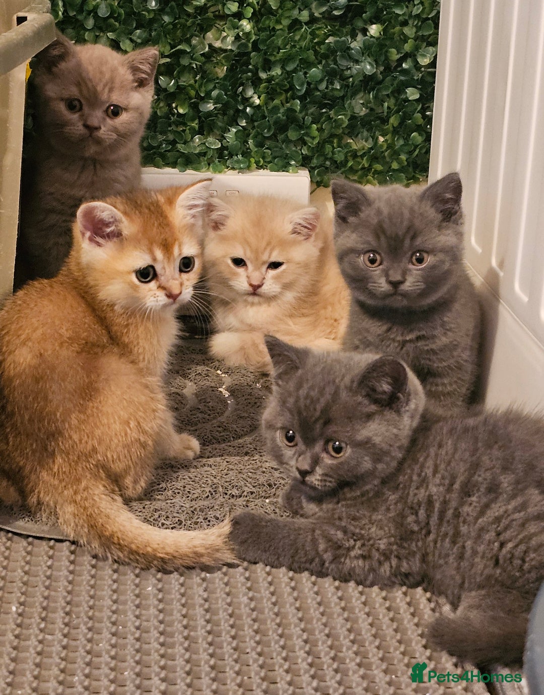 British Shorthair cats for sale: BSH BLUE AND BSH GOLD KITTENS Ready now! - Image 31