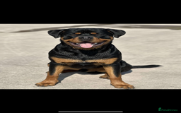 Rottweiler dogs for sale: Stunning Rottweiler puppies  - Image 26