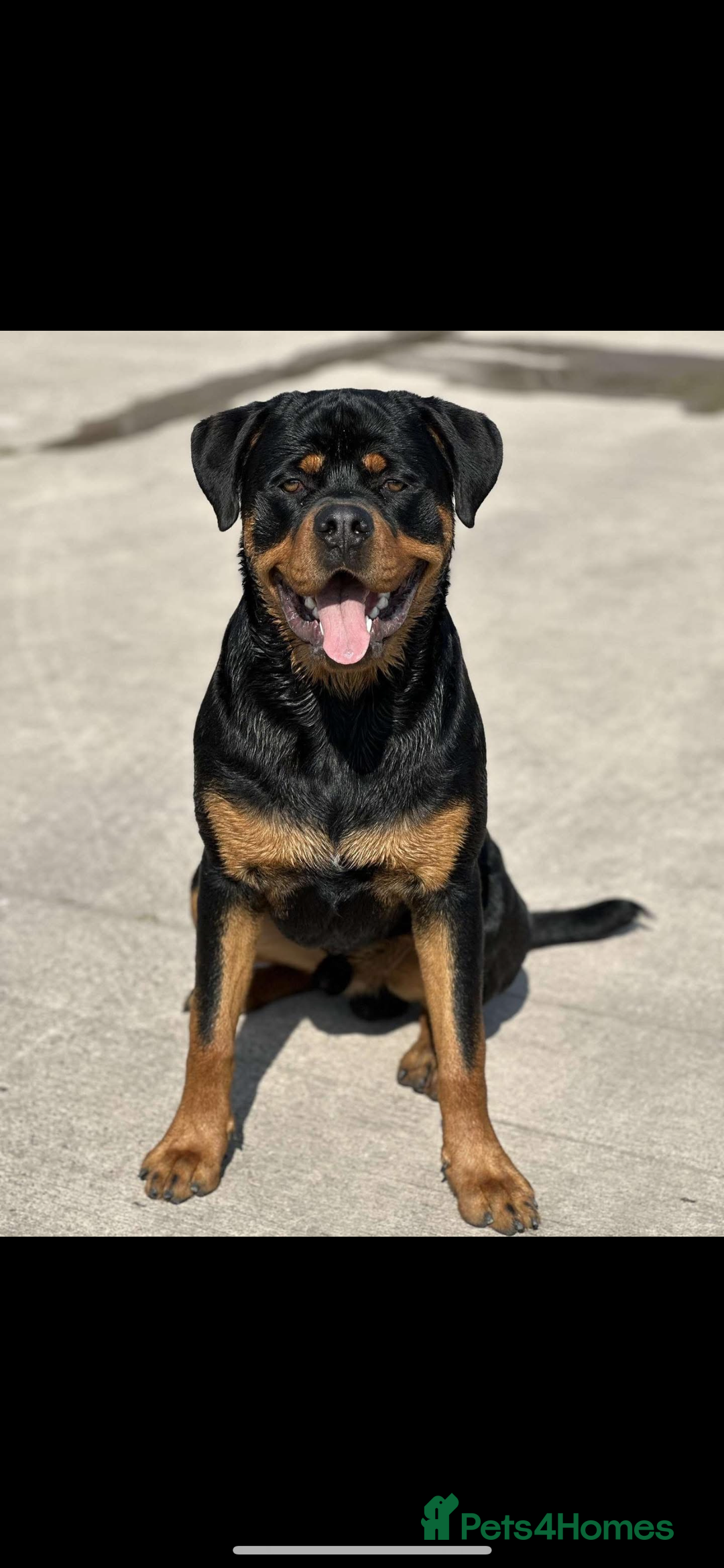 Rottweiler dogs for sale: Stunning Rottweiler puppies  - Image 26