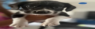 Black and white boy puppy 6
