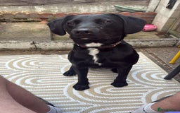 Mixed Breed dogs for sale: 1 year old GSP X Lab  - Image 6
