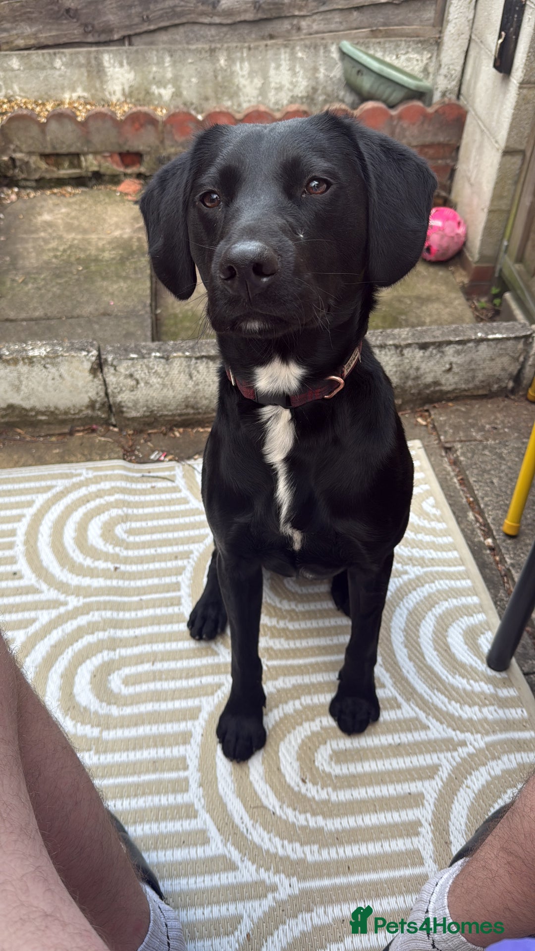 Mixed Breed dogs for sale: 1 year old GSP X Lab  - Image 6