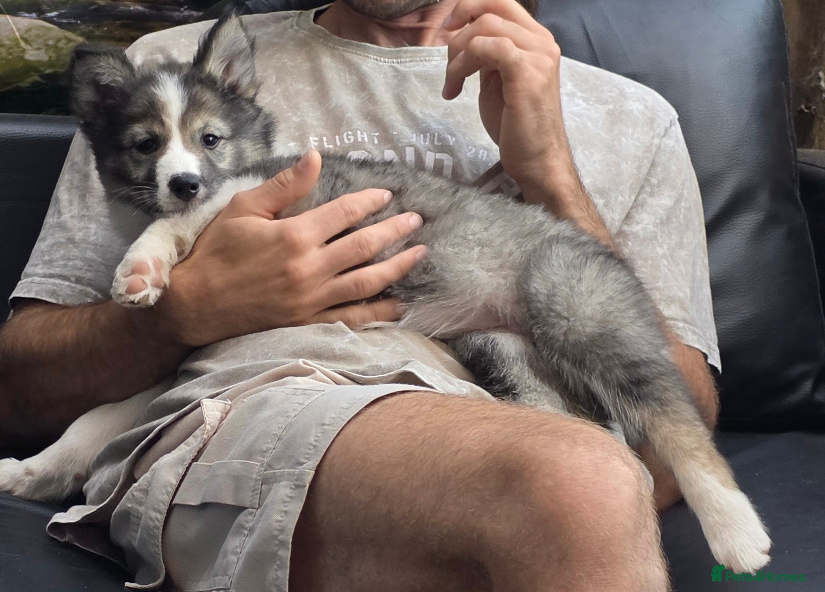 Siberian Husky dogs READY TO GO.PLEASE READ THE DESCRIPTION CAREFULLY. - Advert 2
