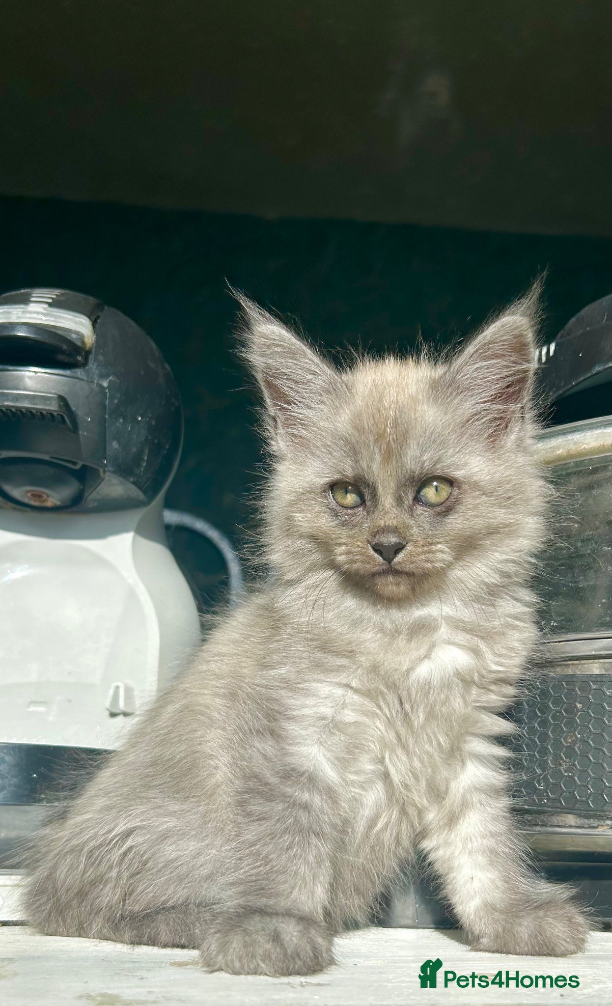 Maine Coon cats MAINE COON KITTENS FOR SALE 🐺🩶 - Advert 1