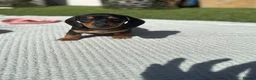 Miniature Dachshund dogs for sale: READY TO GO ! Miniature smooth haired dachshund - Advert 18