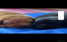 Labrador Retriever dogs for sale: Labrador puppies 1 red girl 1 black boy  - Image 7
