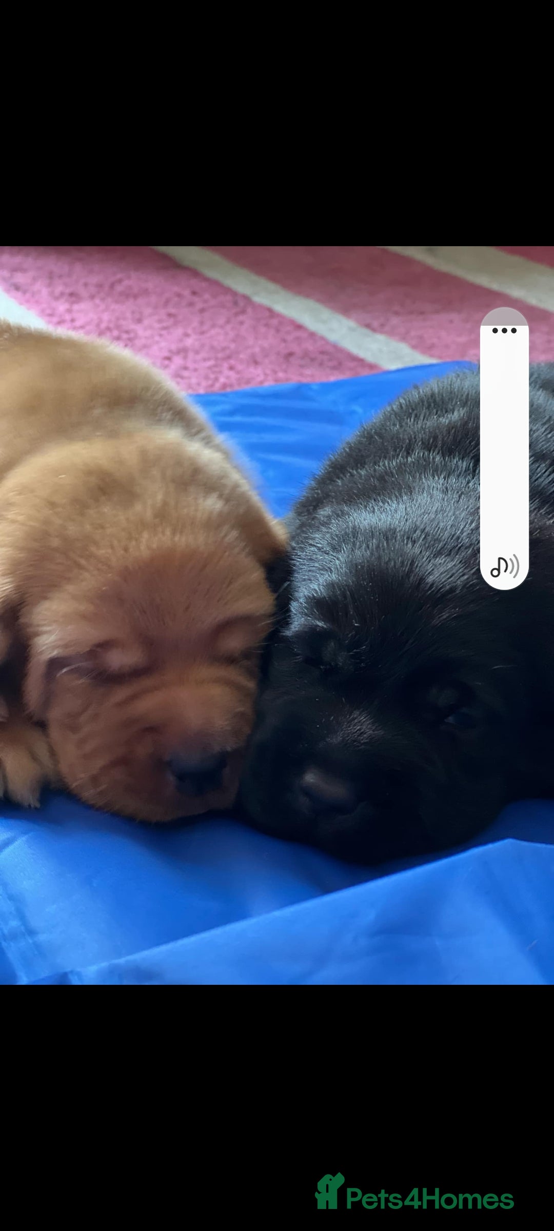 Labrador Retriever dogs for sale: Labrador puppies 1 red girl 1 black boy  - Image 7