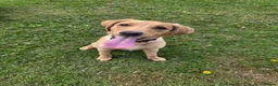 Labrador Retriever dogs for sale: Labrador retriever puppy 6 months old girl in Aylesbury - Advert 10