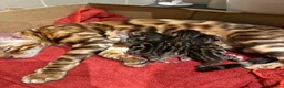 Bengal cats for sale: Pure Bengal kitten brown  - Advert 8