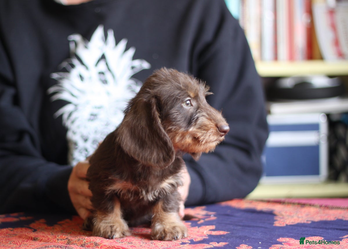 Miniature Dachshund dogs KC reg Miniature Wirehaired Dachshund READY now. - Advert 9