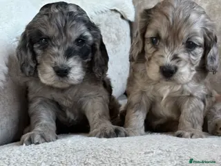 Cockapoo dogs for sale: Stunning f1 cockapoo puppies 🐶 - Advert 2