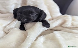 Cocker Spaniel dogs for sale: Beautiful black working cocker spaniel puppies  - Image 9