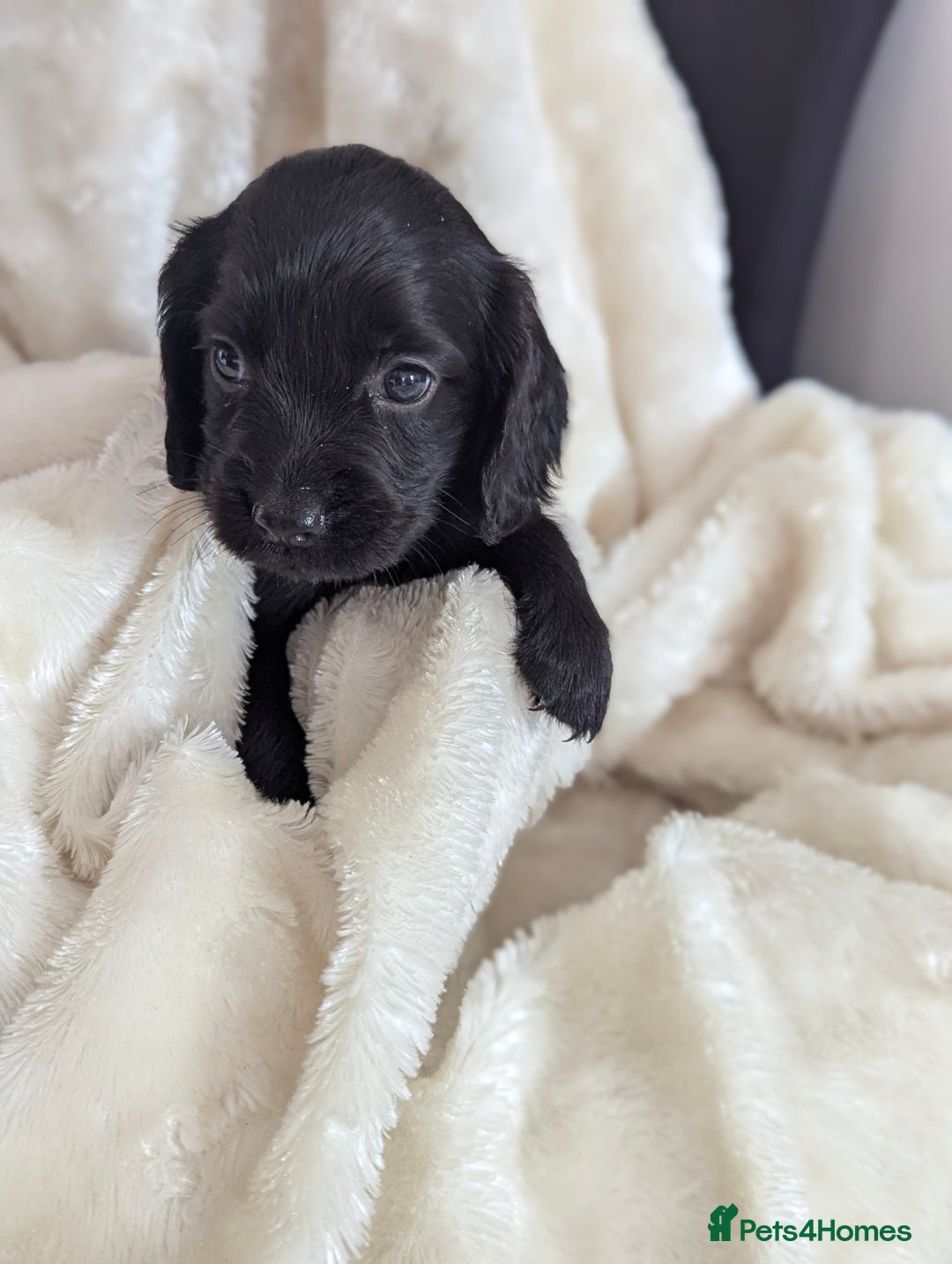 Cocker Spaniel dogs for sale: Beautiful black working cocker spaniel puppies  - Image 9