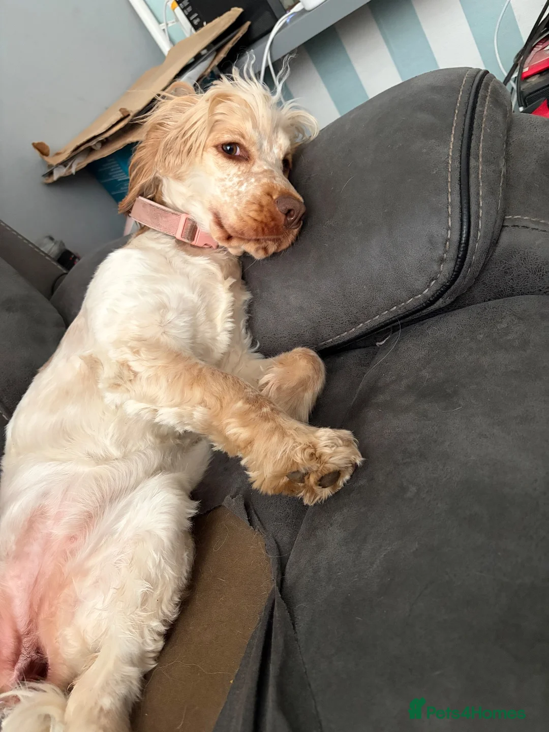 Cocker Spaniel dogs for sale: Looking for forever home for loving Mabel in Sutton - Advert 2