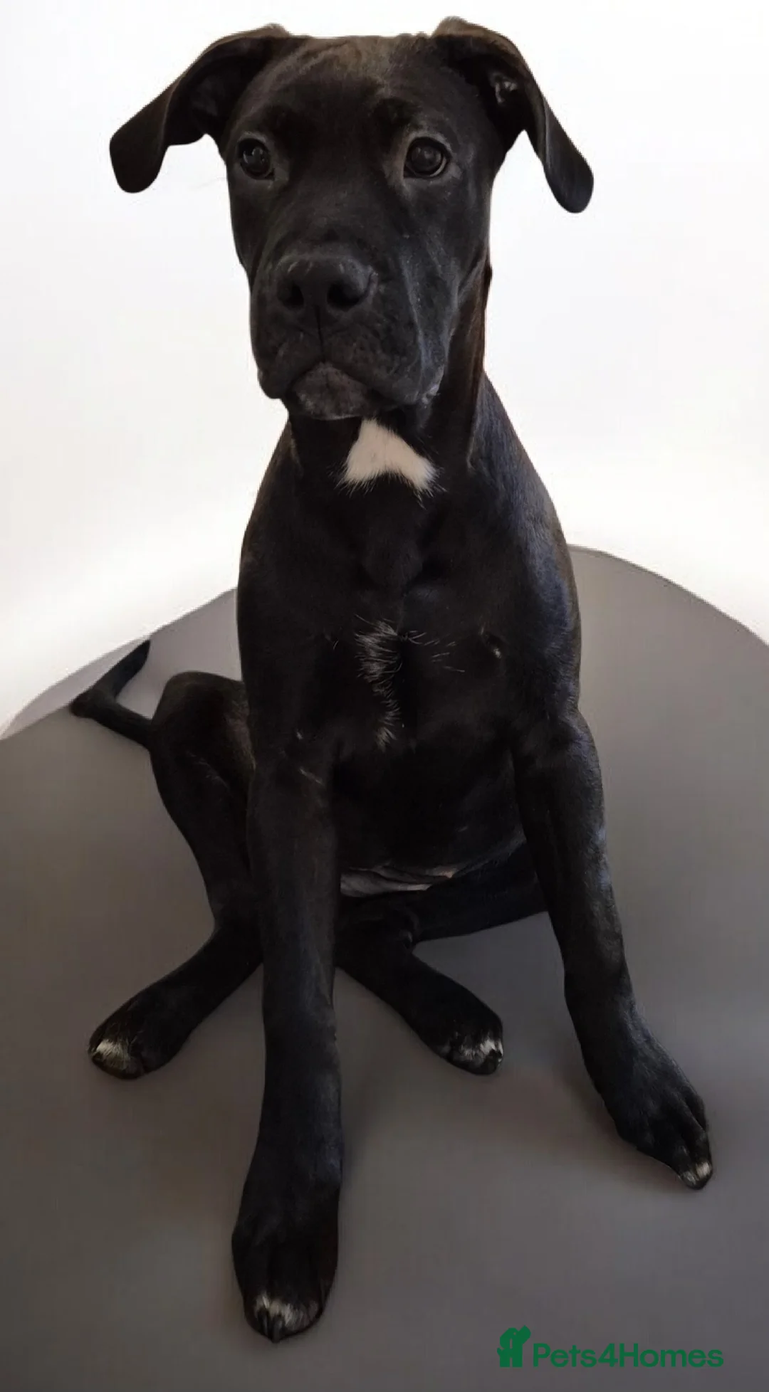 Mixed Breed dogs for sale: Bullmastiff Cross Puppies  - Advert 32