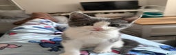 Mixed Breed cats for sale: Grey and white tabby  - Advert 13