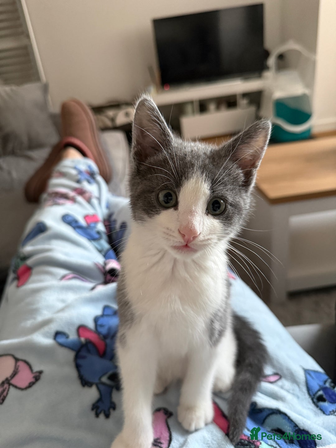 Mixed Breed cats for sale: Grey and white tabby  - Advert 13