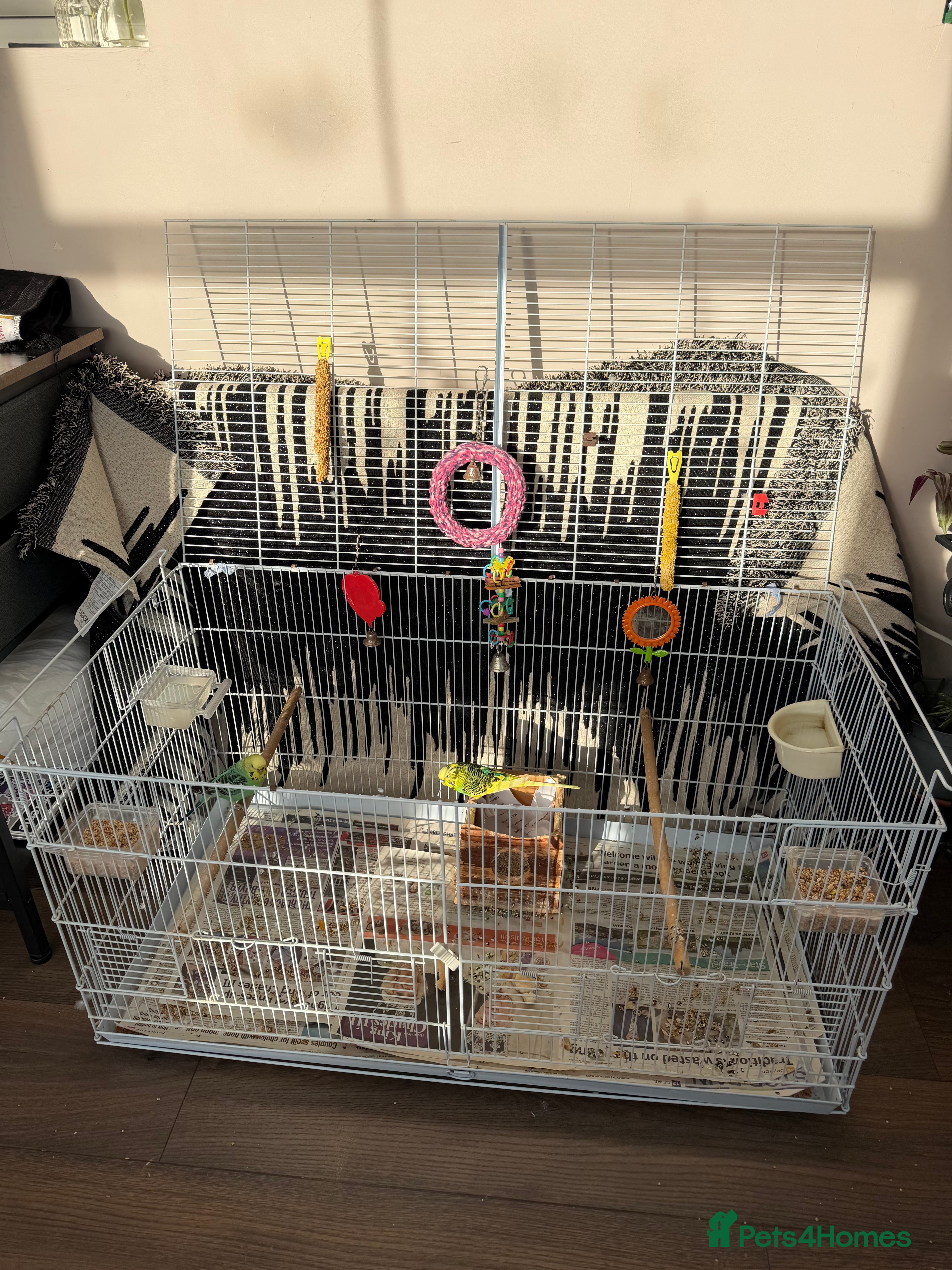 Mixed Breed birds Budgies for sale - Advert 1