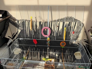 Mixed Breed birds Budgies for sale - Advert 2