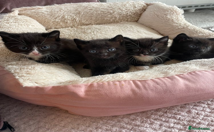 Domestic Shorthair cats - Advert 4