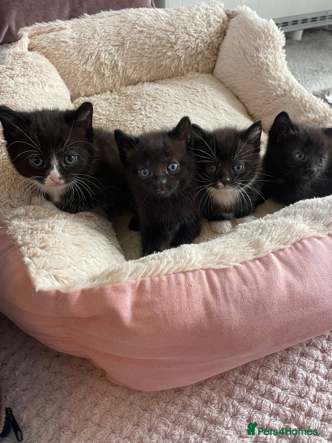Domestic Shorthair cats for sale: Beautiful kittens  - Image 1