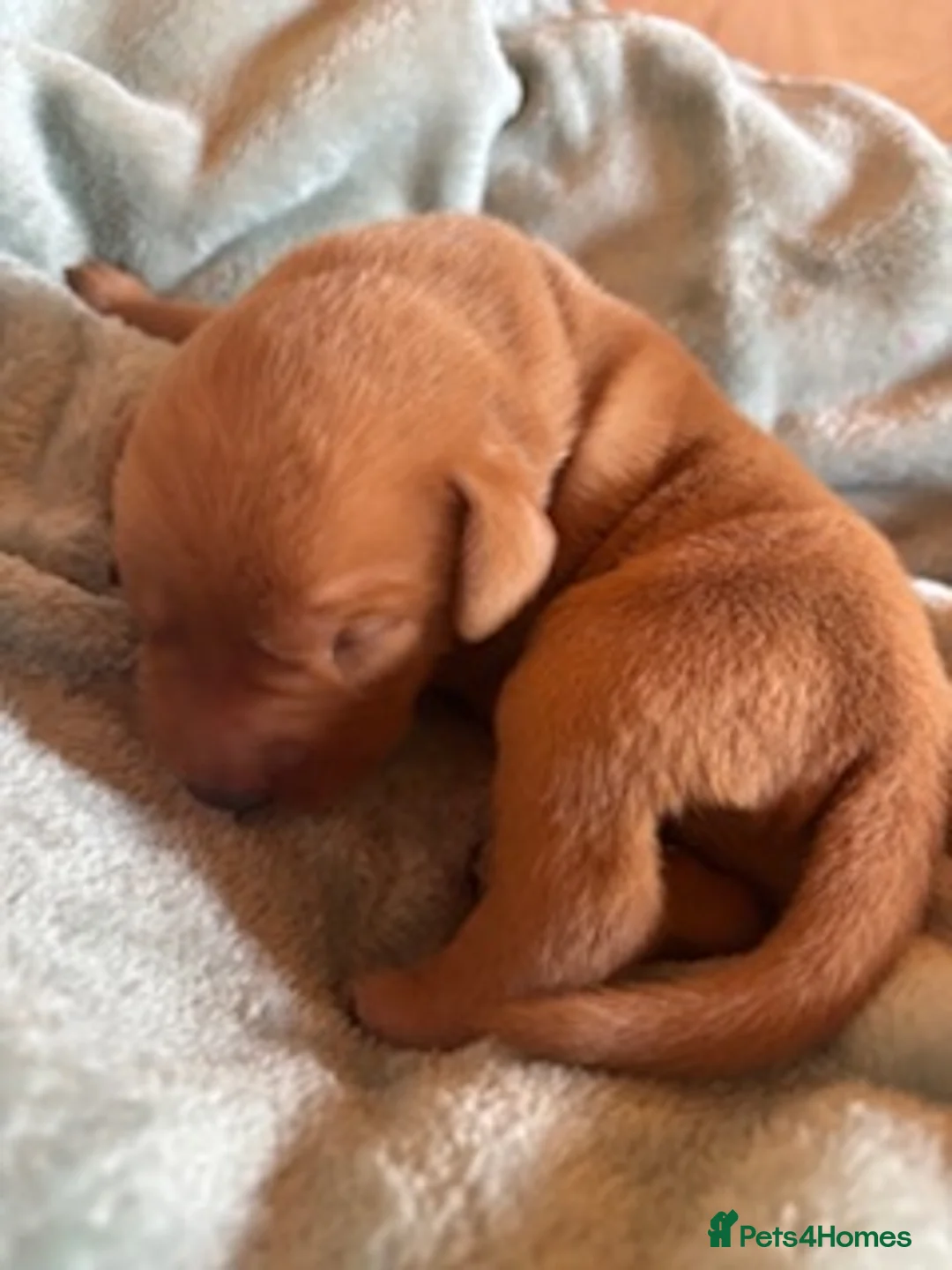 Labrador Retriever dogs for sale: Red Fox Labrador - Advert 10