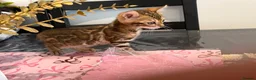 Bengal cats for sale: High-End & Premium Collect - Advert 7