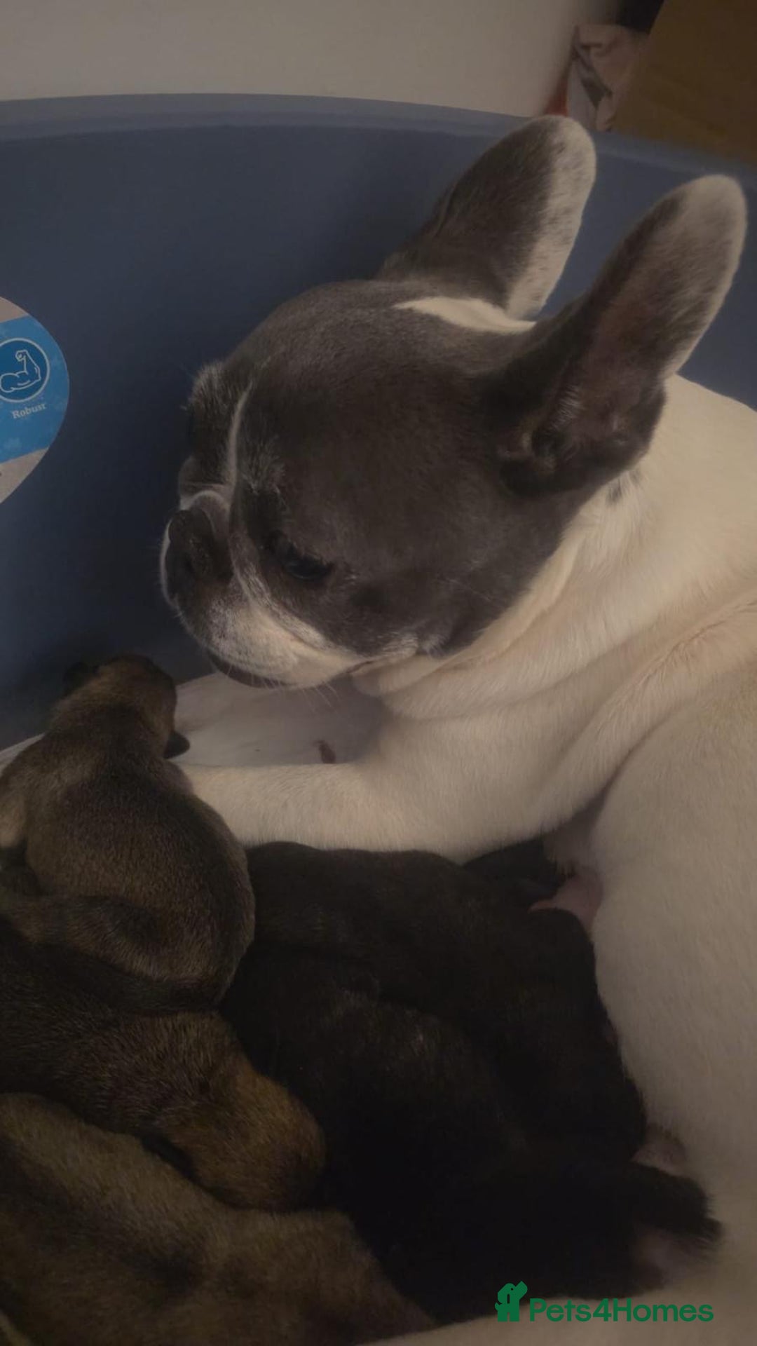 Mixed Breed dogs for sale: Beautiful French Bulldog x Pomchi Pups - Advert 14