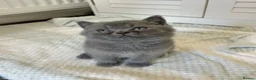 British Shorthair cats for sale: TICA Registered British Shorthair Kittens for Sale - Advert 12