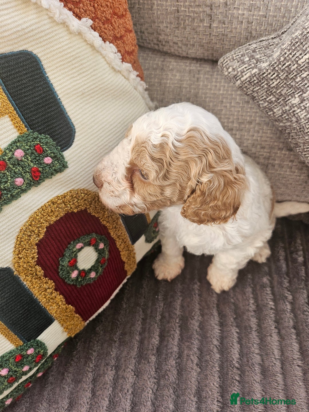 Cockapoo dogs for sale: Only one female cockerpoo reduced  - Advert 3