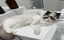 Ragdoll cats for sale: Last 2 Active boys, Champion blood - Image 6