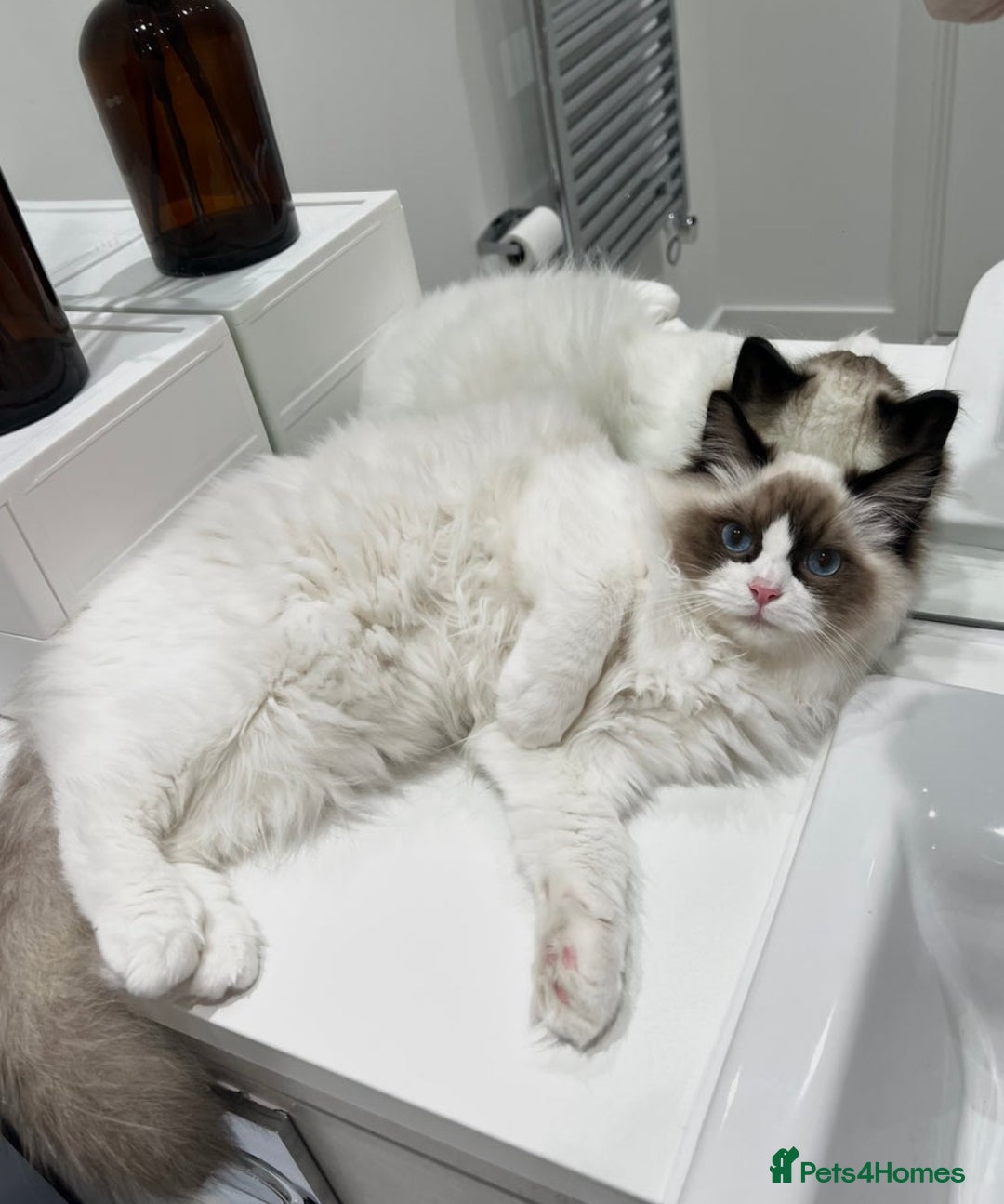 Ragdoll cats for sale: Last 2 Active boys, Champion blood - Image 6