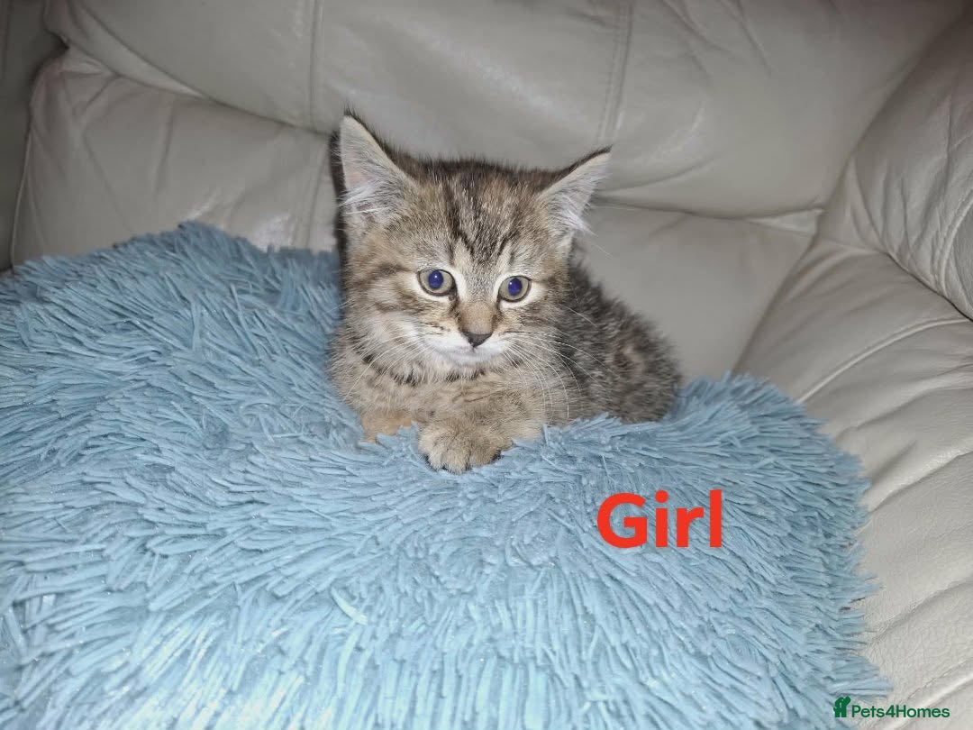 Mixed Breed cats for sale: Beautiful kittens for sale  in King's Lynn - Advert 3