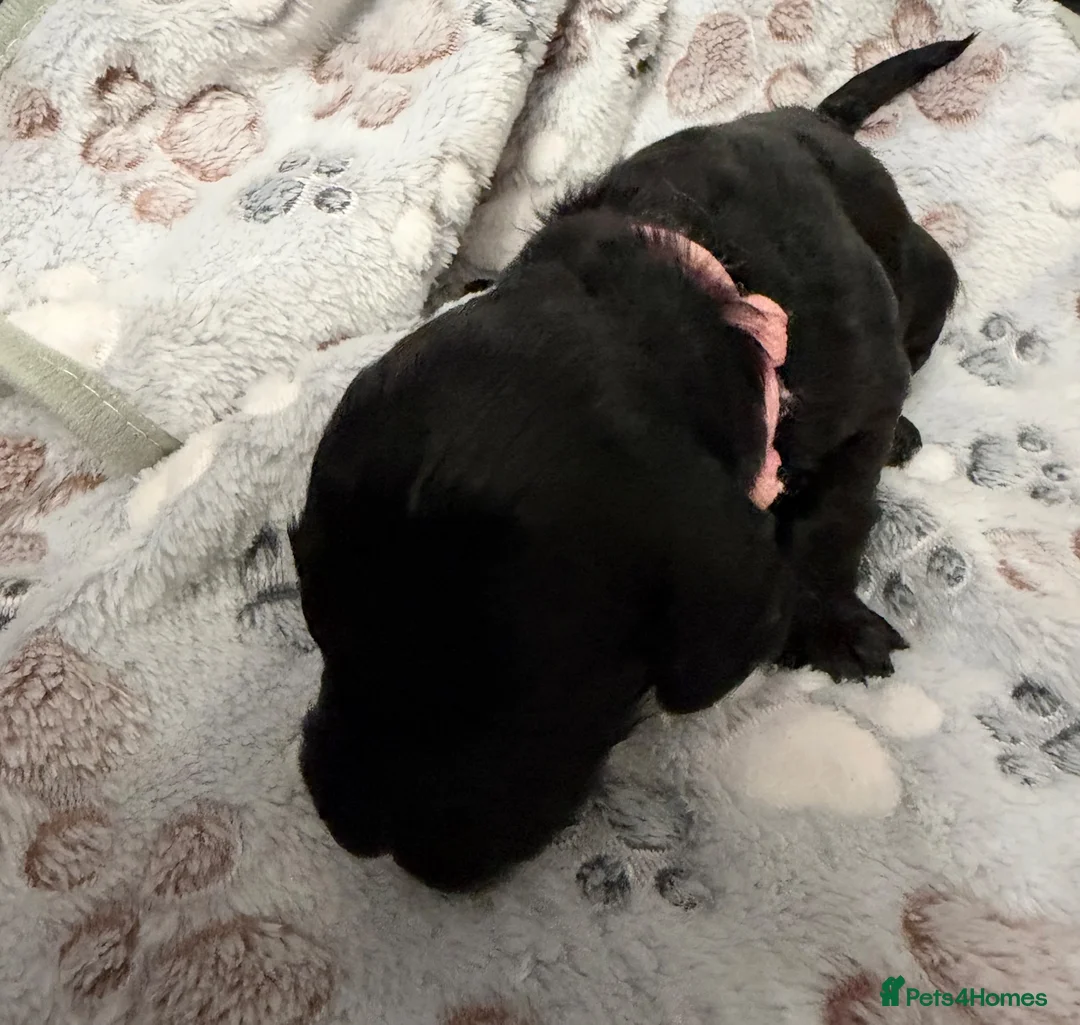 Cockapoo dogs for sale: Beautiful F1 Cockapoo puppies. DNA clear in Skegness - Advert 2