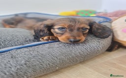Dachshund dogs for sale: Last one beautiful long-haired dachshunds girl 😍 - Image 31