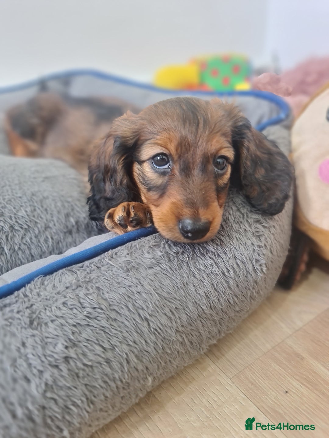 Dachshund dogs for sale: Last one beautiful long-haired dachshunds girl 😍 - Image 31