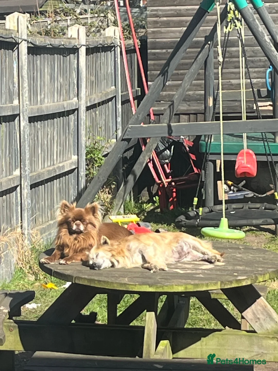 Chihuahua dogs for sale: Long haired Chihuahua Puppies  - Advert 2