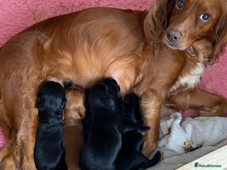 Cocker Spaniel dogs Cocker spaniel puppies - Advert 16