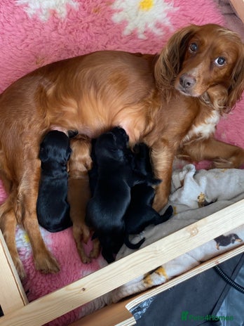 Cocker Spaniel dogs - Advert 6