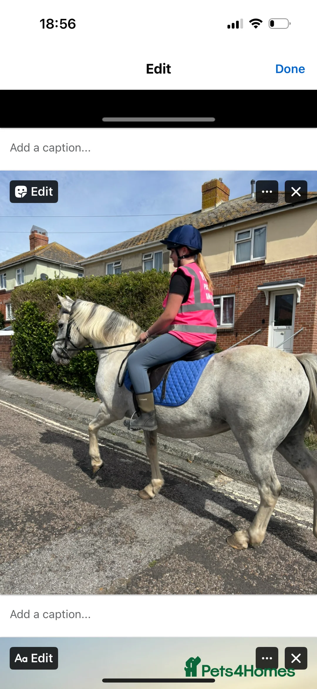 Other Breed horses for sale: Cob cross Arab  - Advert 3