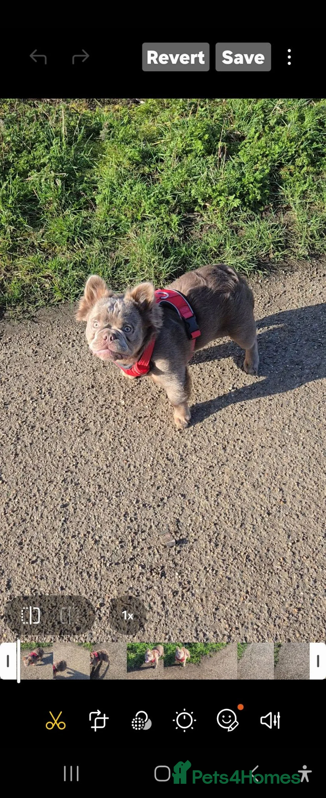 French Bulldog dogs for stud: Solo fluffy French bulldog  - Advert 2