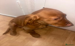 Cockapoo dogs for sale: 3 girl cockerspaniel/cockapoo pups left  - Image 12