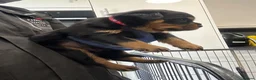 Rottweiler dogs for sale: Rottweiler Puppies  - Advert 9