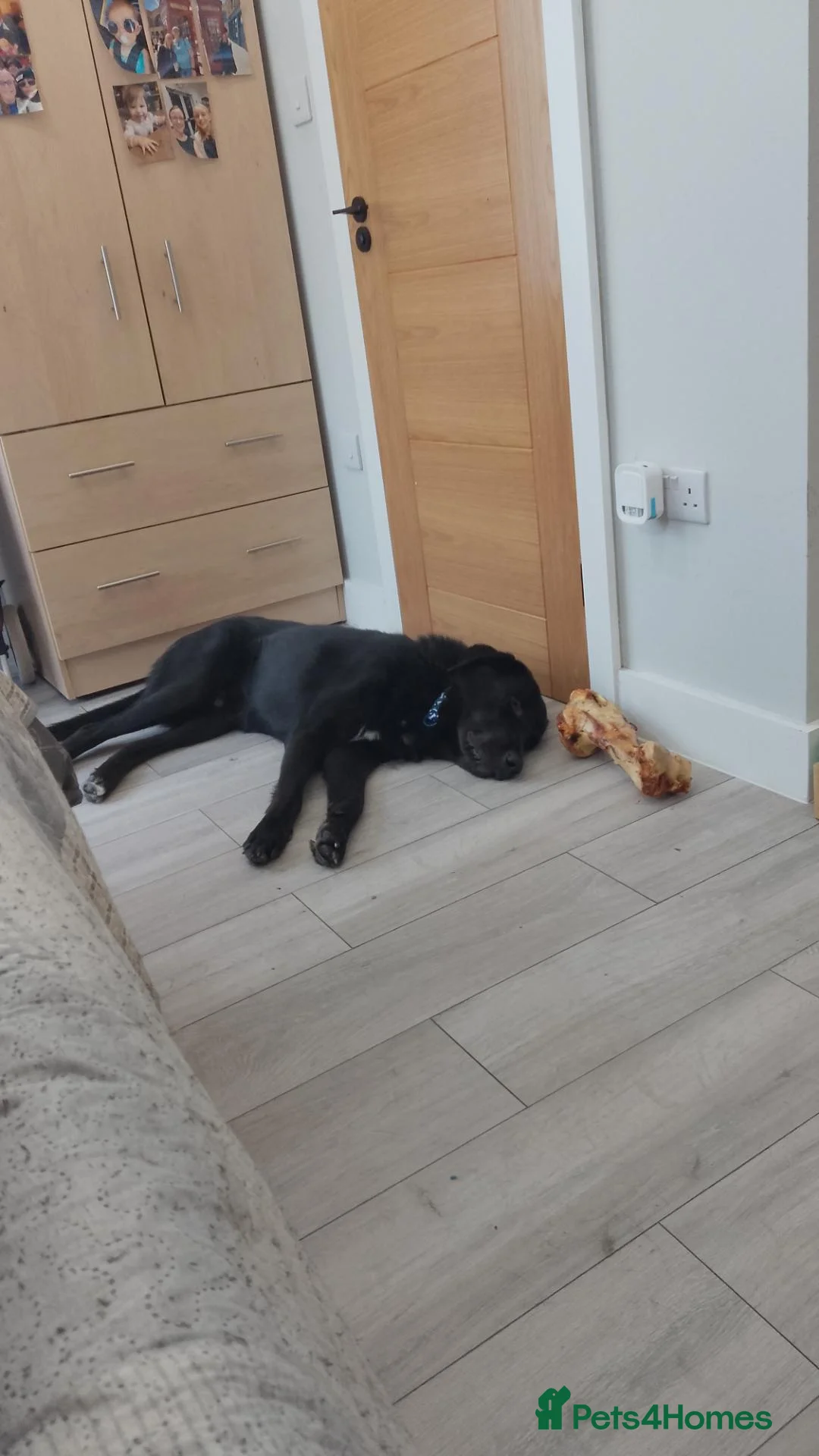 Mixed Breed dogs for sale: Black lab mix in Rainham - Advert 2