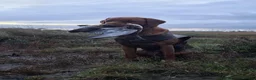 Labrador Retriever dogs for stud: Superb Fox Red Working Labrador at Stud - Advert 2