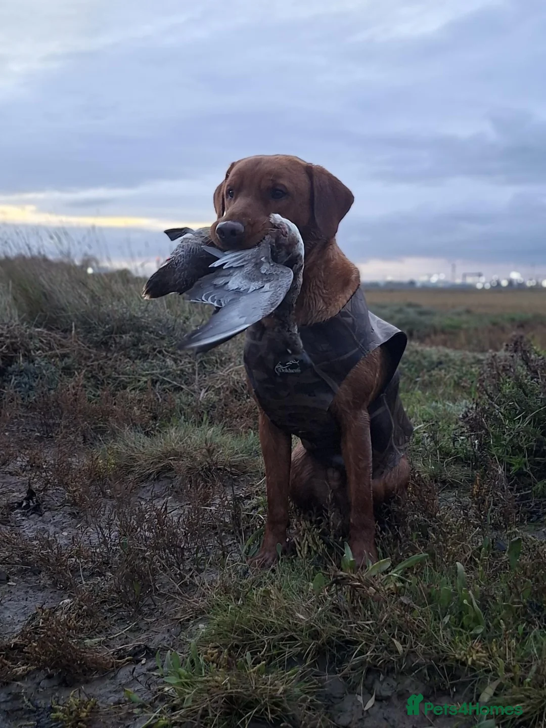 Labrador Retriever dogs for stud: Superb Fox Red Working Labrador at Stud - Advert 2