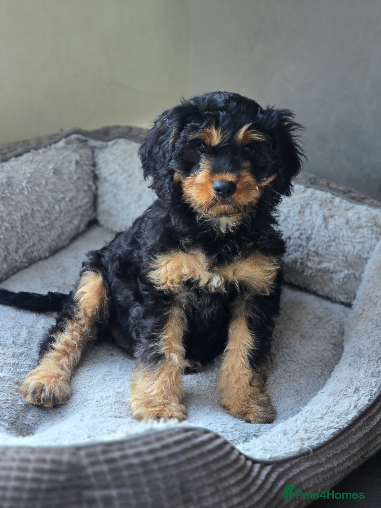 Cavapoo dogs Health tested Standard (cuddle) Cavapoos - Advert 3