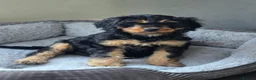 Cavapoo dogs for sale: Health tested Standard (cuddle) Cavapoos - Advert 3